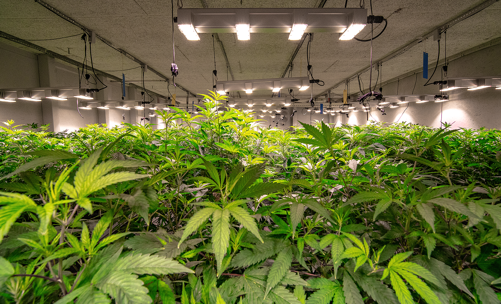 Cannabispflanzen-in-einer-Indooranlage