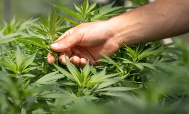 Nährstoffberdürfnisse-einer-Cannabispflanze